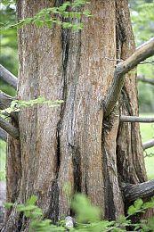 《英雄传说：界之轨迹》将于2024年推出中文版